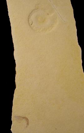 ?Antrimpos sp. und Neochetoceras sp. - Bild &copy; FossNet FossilienStore